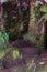 Detail of colors on ground level of rain forest near Kilaeuea volcano, Hawaii,, USA