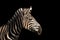 Detail colour portrait zebra on the black background