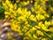 Detail of a common gorse flowers ulex europaeus with blurred background