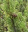 Detail of cones, leaves and branches of Dwarf Mountain pine