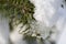 Detail of coniferous twigs with frozen snow