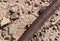 Detail of copper wire on the ground at an abandoned lead mine near Bonnie Claire, Nevada, USA
