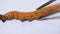 Detail of cordyceps sinensis