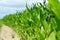 Detail of corn plants on the agriculture field