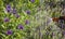 Detail of cornflower Centaurea triumfettii