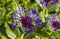 Detail of cornflower Centaurea triumfettii