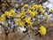 detail of cornus mas in spring blooming with lots of yellow dogwood flowers close-up of twigs