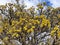 detail of cornus mas in spring blooming with lots of yellow dogwood flowers close-up of twigs