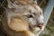 Detail of cougar head in the cage