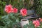 Detail courtyard with red roses