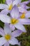 Detail of crocus flowers