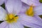 Detail of crocus flowers