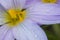 Detail of crocus flowers