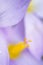 Detail of crocus flowers