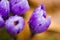 Detail of crocus flowers with blurred background