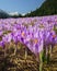 Detail of crocus flowers at Kalatowki mountain meadow