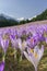 Detail of crocus flowers at Kalatowki mountain meadow