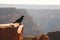 Detail of a crow sitting on the edge of a cliff in the West Rim, Grand Canyon, Arizona