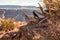 Detail of a crow sitting on the edge of a cliff in the West Rim, Grand Canyon, Arizona