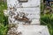 Detail of crowded gate into wooden bee hive. Bees arriving with legs wrapped by yellow pollen. Bees leaving hive and