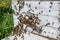 Detail of crowded gate into wooden bee hive. Bees arriving with legs wrapped by yellow pollen. Bees leaving hive and