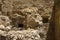 Detail of a crusader wall in the Old City of Acre Akko