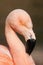 Detail of cuban flamingo