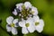 Detail from cuckoo flowers