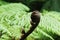 Detail of the curled frond of a fern.