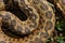 Detail of curled meadow viper