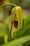 Detail of a Cypripedium flower with green leaves in the background