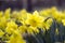 Detail of daffodil bloom