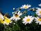 detail of daisies in a country house with a bee sucking pollen.