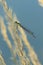 Detail of damselfly male. Azure damselfly, Coenagrion puella, perched on blade of grass at sunset. Wildlife nature. Macro