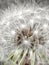 Detail of the dandelion flower seeds