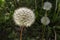 Detail of Dandelion  in forest