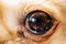 Detail of dark eyes of small cute dog chihuahua