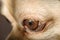 Detail of dark eyes of small cute dog chihuahua