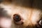 Detail of dark eyes of small cute dog chihuahua