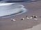 Detail of a dark gray fine lava sand beach , flock of gulls, with flowing water of the Atlantic on Tenerife