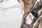 Detail of Dead burnt tree in a field on a cloudy day at fall