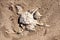 Detail of a dead sea bird