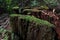 Detail of decaying tree stool covered with moss in shady area of mountain forest.