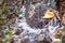 Detail of decaying tree trunk. Covered with moss, snow.