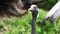 Detail of Demoiselle Crane Anthropoides virgo