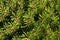 Detail of dense coniferous foliage of miniature cultivar of Creeping Pine tree, latin name Pinus Mugo Turra - Hnizdo nest