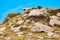 Detail of desert landscape with boulders and grass and yellow flowers