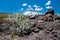 Detail of desert life. Antuco volcano black volcano desert. Blooming flower and stones near in front. Blue sky and clouds over the