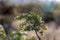 Detail of a desert plant with green leaves and fuzzy white flowers that are back lit