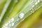 Detail of dew on a blade of grass